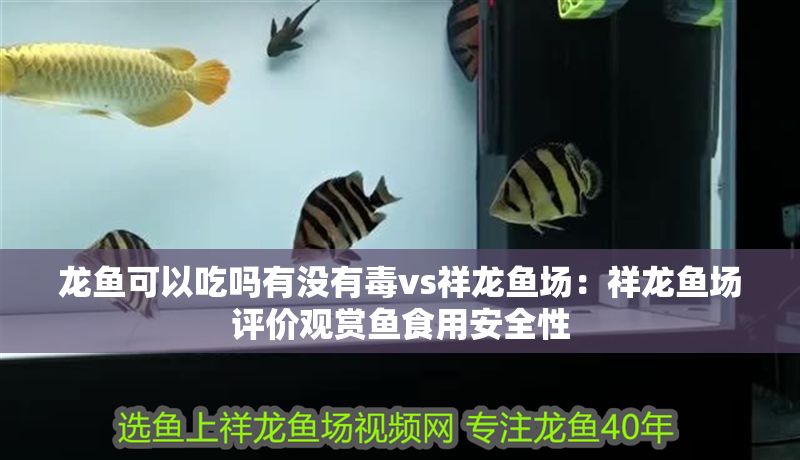 龍魚可以吃嗎有沒有毒vs祥龍魚場：祥龍魚場評價觀賞魚食用安全性
