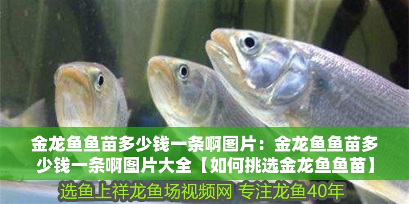 金龍魚魚苗多少錢一條啊圖片：金龍魚魚苗多少錢一條啊圖片大全【如何挑選金龍魚魚苗】