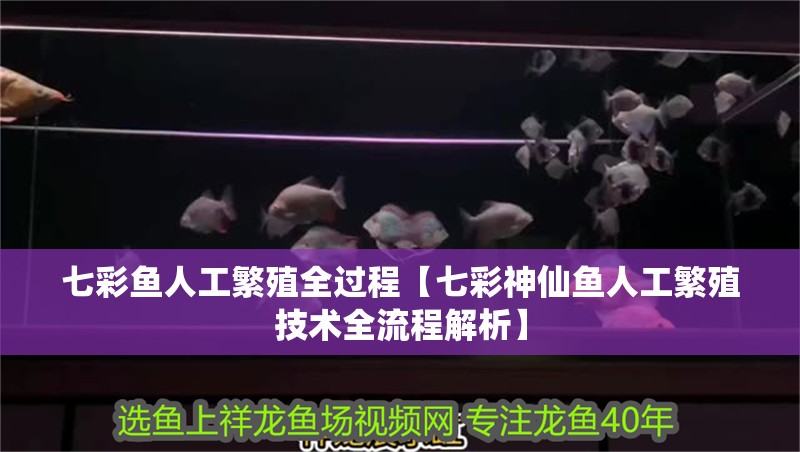 七彩魚(yú)人工繁殖全過(guò)程【七彩神仙魚(yú)人工繁殖技術(shù)全流程解析】