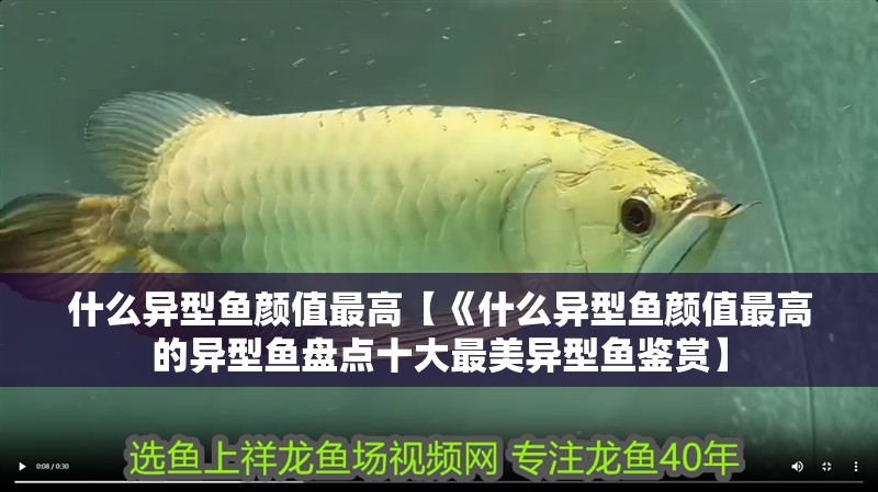 什么異型魚(yú)顏值最高【《什么異型魚(yú)顏值最高的異型魚(yú)盤點(diǎn)十大最美異型魚(yú)鑒賞】