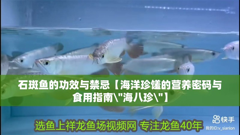 石斑魚的功效與禁忌【海洋珍饈的營養(yǎng)密碼與食用指南\