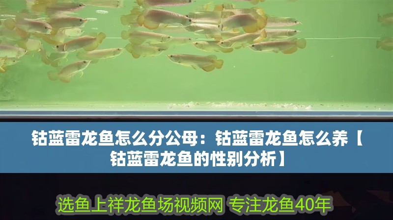 鈷藍雷龍魚怎么分公母：鈷藍雷龍魚怎么養【鈷藍雷龍魚的性別分析】