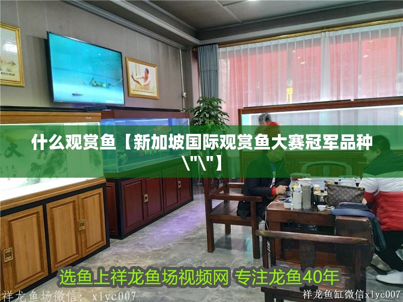 什么觀賞魚【新加坡國際觀賞魚大賽冠軍品種\