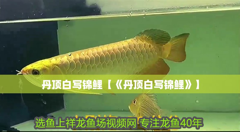 丹頂白寫錦鯉【《丹頂白寫錦鯉》】