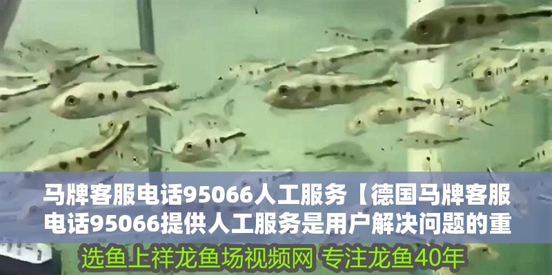 馬牌客服電話95066人工服務【德國馬牌客服電話95066提供人工服務是用戶解決問題的重要渠道】 馬牌客服電話95066人工服務【德國馬牌客服電話95066提供人工服務是用戶解決問題的重要渠道】 龍魚百科