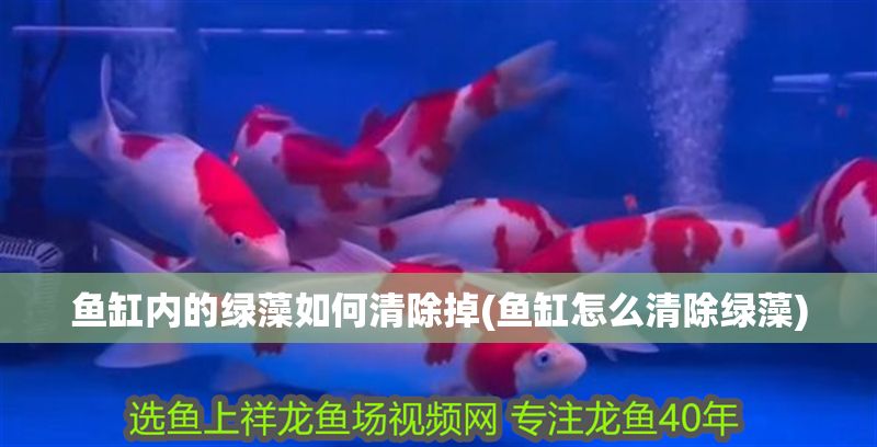 魚缸內的綠藻如何清除掉(魚缸怎么清除綠藻)