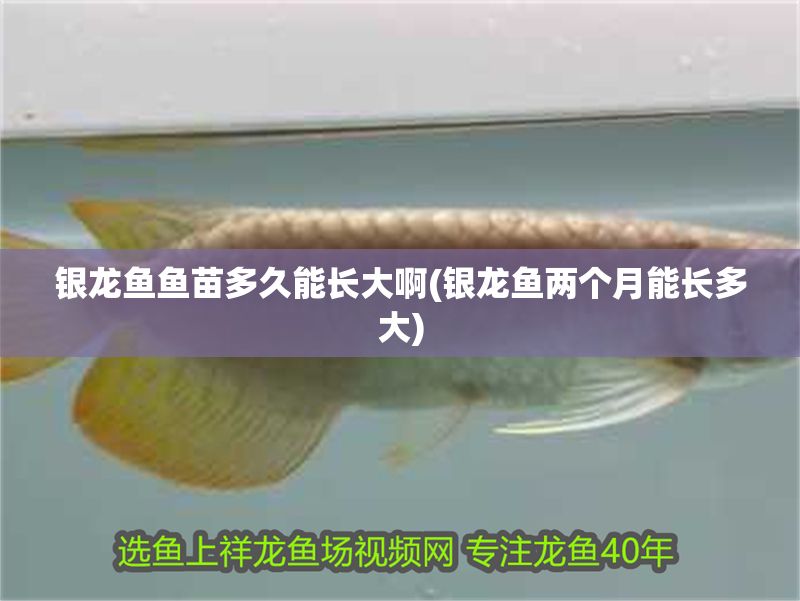 銀龍魚魚苗多久能長大啊(銀龍魚兩個月能長多大) 銀龍魚魚苗多久能長大啊(銀龍魚兩個月能長多大) 銀龍魚百科 第1張