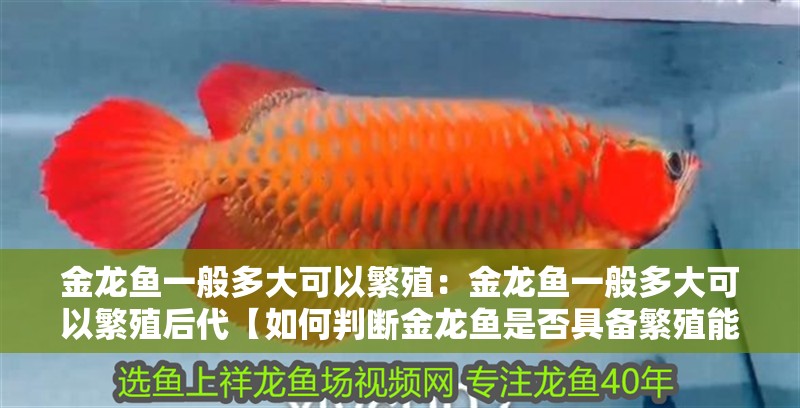 金龍魚一般多大可以繁殖：金龍魚一般多大可以繁殖后代【如何判斷金龍魚是否具備繁殖能力】 金龍魚一般多大可以繁殖：金龍魚一般多大可以繁殖后代【如何判斷金龍魚是否具備繁殖能力】 水族問答