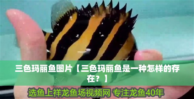 三色瑪麗魚圖片【三色瑪麗魚是一種怎樣的存在？】