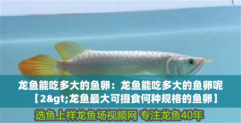 龍魚能吃多大的魚卵：龍魚能吃多大的魚卵呢【2>龍魚最大可攝食何種規(guī)格的魚卵】