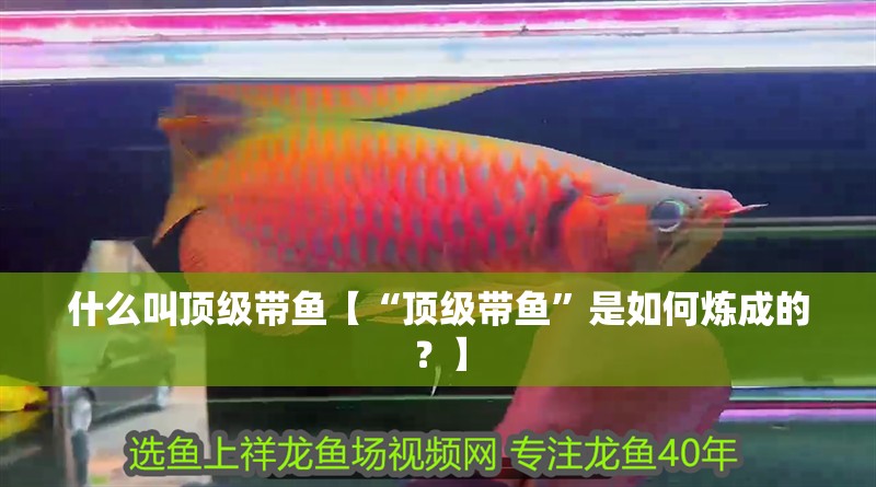 什么叫頂級帶魚【“頂級帶魚”是如何煉成的？】