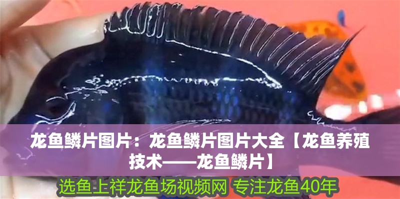 龍魚鱗片圖片：龍魚鱗片圖片大全【龍魚養殖技術——龍魚鱗片】
