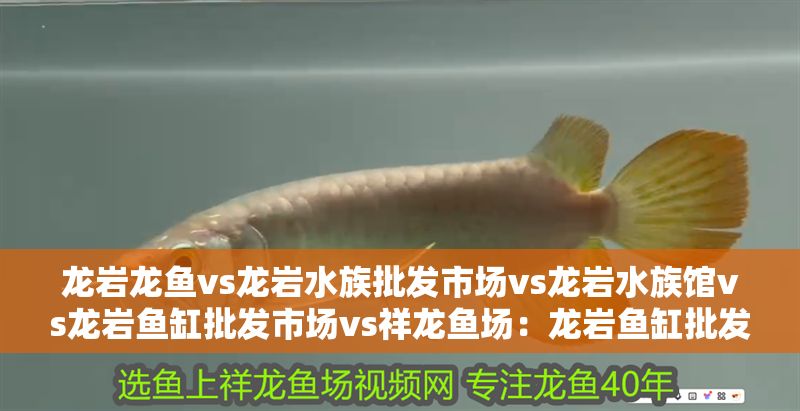 龍巖龍魚vs龍巖水族批發市場vs龍巖水族館vs龍巖魚缸批發市場vs祥龍魚場：龍巖魚缸批發市場