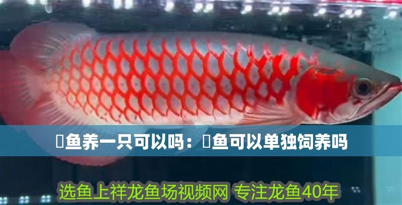 魟魚養(yǎng)一只可以嗎：魟魚可以單獨(dú)飼養(yǎng)嗎
