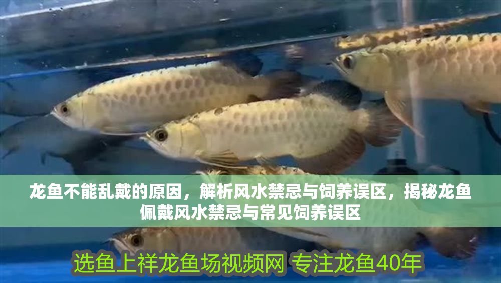 龍魚不能亂戴的原因，解析風水禁忌與飼養誤區，揭秘龍魚佩戴風水禁忌與常見飼養誤區