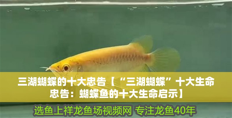 三湖蝴蝶的十大忠告【“三湖蝴蝶”十大生命忠告：蝴蝶魚的十大生命啟示】