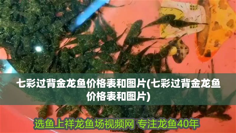 七彩過背金龍魚價格表和圖片(七彩過背金龍魚價格表和圖片) 七彩過背金龍魚價格表和圖片(七彩過背金龍魚價格表和圖片) 金龍魚百科 第1張