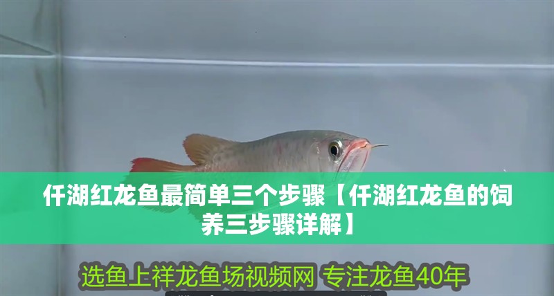 仟湖紅龍魚最簡單三個步驟【仟湖紅龍魚的飼養(yǎng)三步驟詳解】