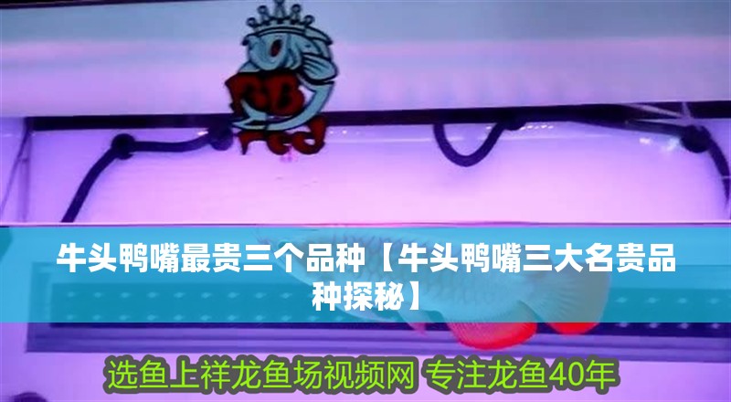 牛頭鴨嘴最貴三個品種【牛頭鴨嘴三大名貴品種探秘】