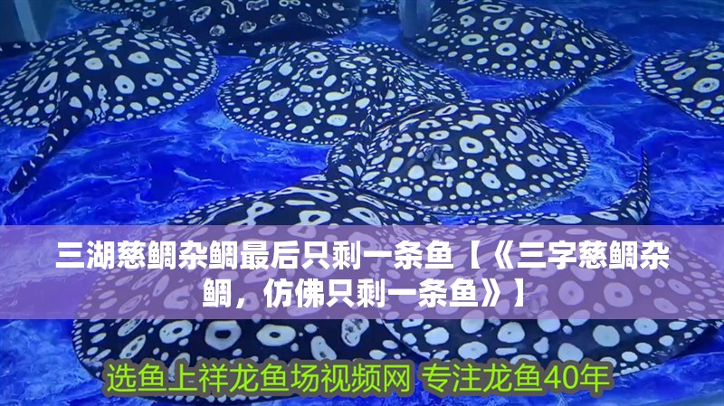 三湖慈鯛雜鯛最后只剩一條魚【《三字慈鯛雜鯛，仿佛只剩一條魚》】 三湖慈鯛雜鯛最后只剩一條魚【《三字慈鯛雜鯛，仿佛只剩一條魚》】 龍魚論壇