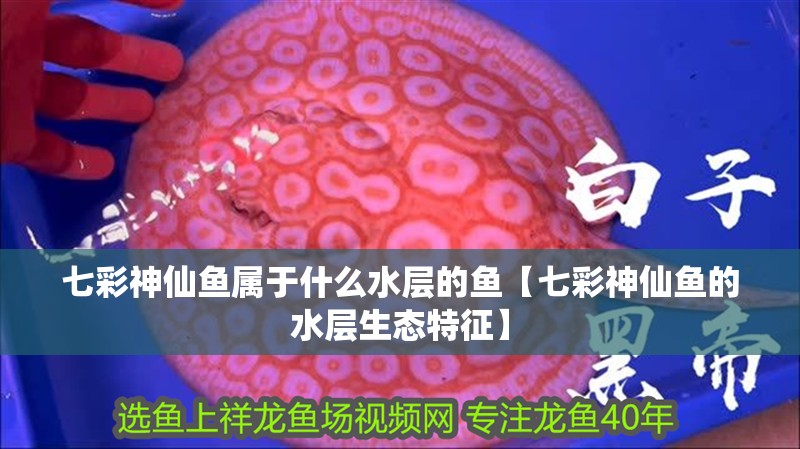 七彩神仙魚屬于什么水層的魚【七彩神仙魚的水層生態特征】