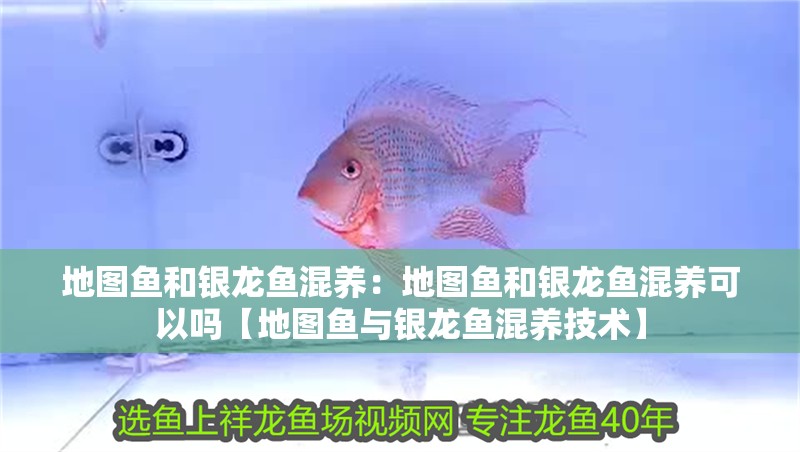 地圖魚和銀龍魚混養(yǎng)：地圖魚和銀龍魚混養(yǎng)可以嗎【地圖魚與銀龍魚混養(yǎng)技術(shù)】