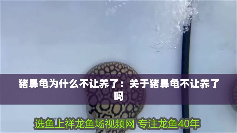 豬鼻龜為什么不讓養了：關于豬鼻龜不讓養了嗎