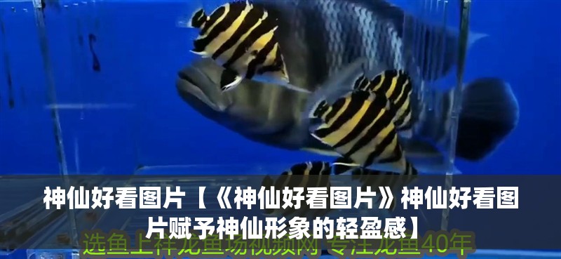 神仙好看圖片【《神仙好看圖片》神仙好看圖片賦予神仙形象的輕盈感】 神仙好看圖片【《神仙好看圖片》神仙好看圖片賦予神仙形象的輕盈感】 龍魚論壇