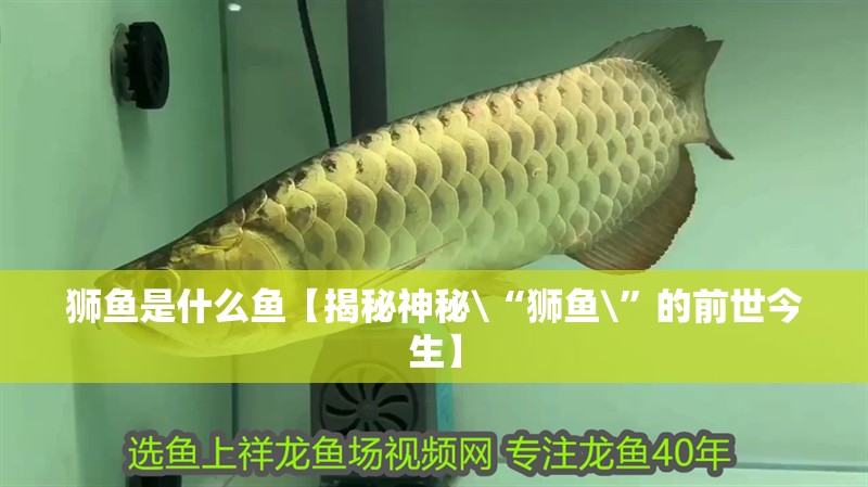 獅魚是什么魚【揭秘神秘\“獅魚\”的前世今生】