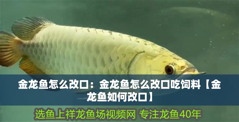 金龍魚怎么改口：金龍魚怎么改口吃飼料【金龍魚如何改口】