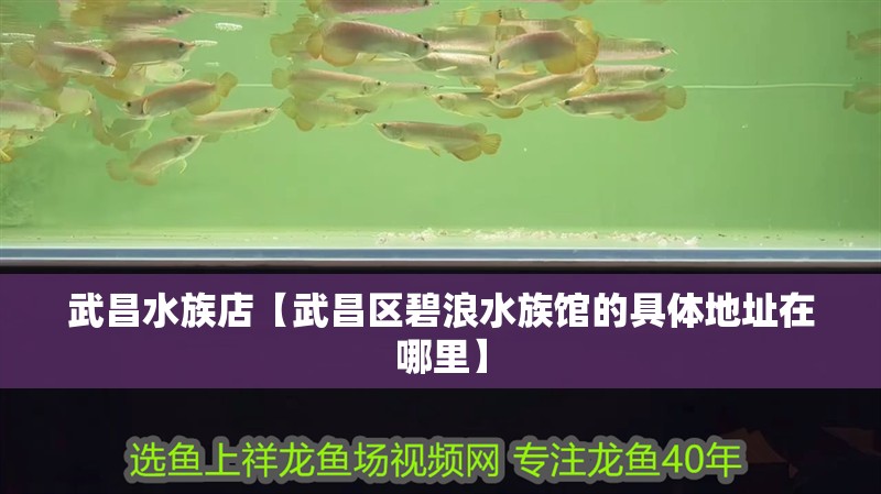 武昌水族店【武昌區碧浪水族館的具體地址在哪里】