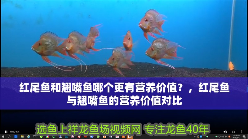 紅尾魚和翹嘴魚哪個更有營養價值？，紅尾魚與翹嘴魚的營養價值對比