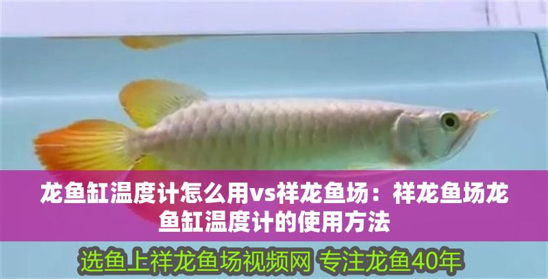 龍魚缸溫度計怎么用vs祥龍魚場：祥龍魚場龍魚缸溫度計的使用方法