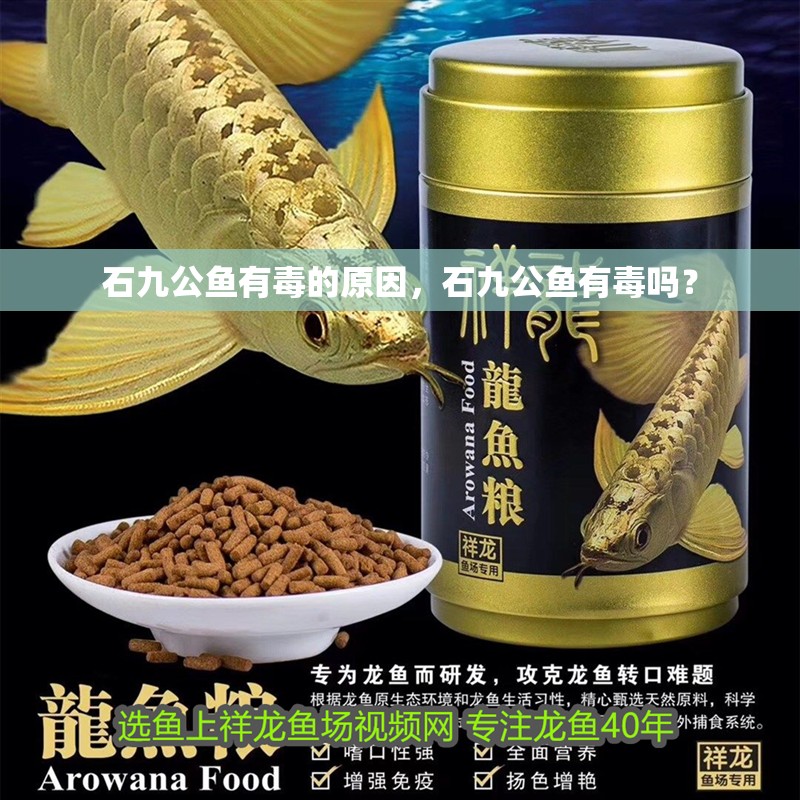 石九公魚有毒的原因，石九公魚有毒嗎？