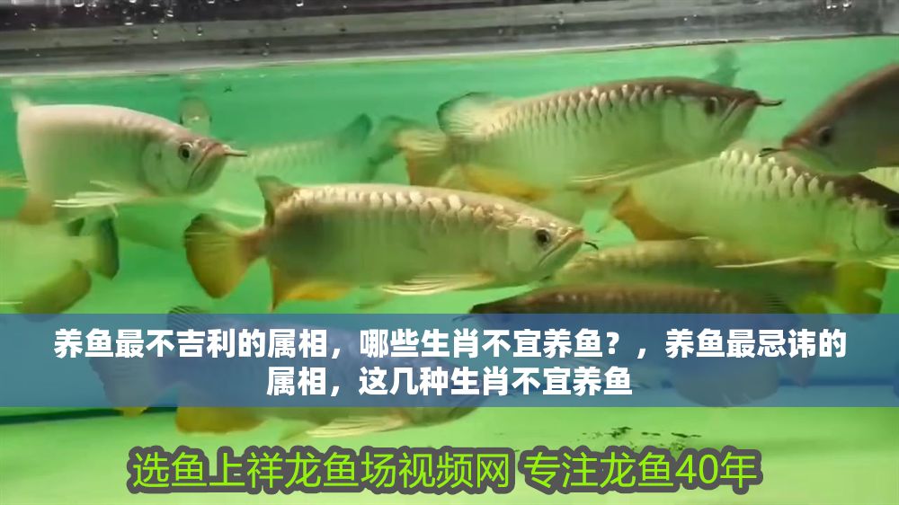 養魚最不吉利的屬相，哪些生肖不宜養魚？，養魚最忌諱的屬相，這幾種生肖不宜養魚