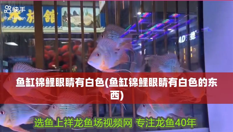 魚缸錦鯉眼睛有白色(魚缸錦鯉眼睛有白色的東西) 魚缸錦鯉眼睛有白色(魚缸錦鯉眼睛有白色的東西) 黃金貓魚百科 第1張