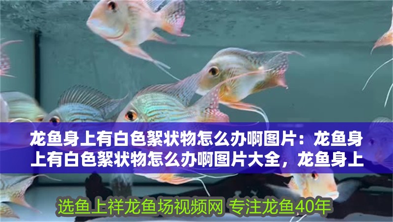 龍魚身上有白色絮狀物怎么辦啊圖片：龍魚身上有白色絮狀物怎么辦啊圖片大全，龍魚身上出現白色絮狀物怎么辦