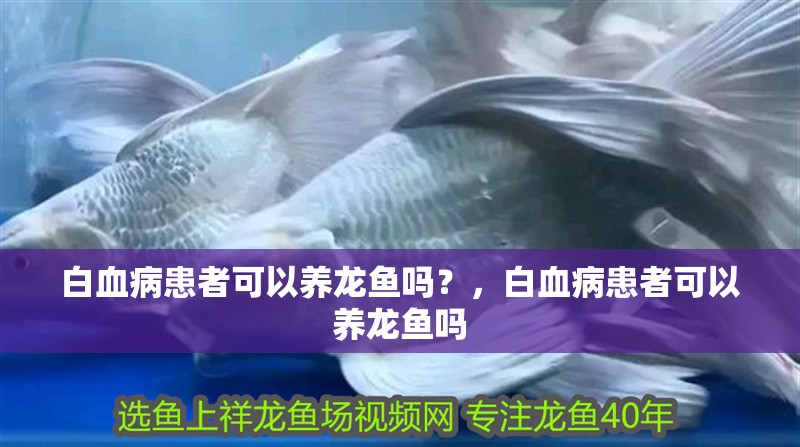 白血病患者可以養(yǎng)龍魚嗎？，白血病患者可以養(yǎng)龍魚嗎