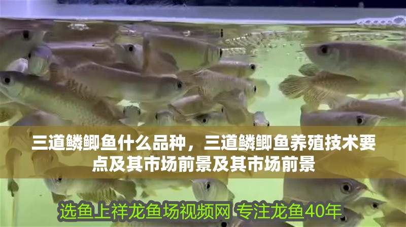 三道鱗鯽魚什么品種，三道鱗鯽魚養(yǎng)殖技術(shù)要點(diǎn)及其市場前景及其市場前景