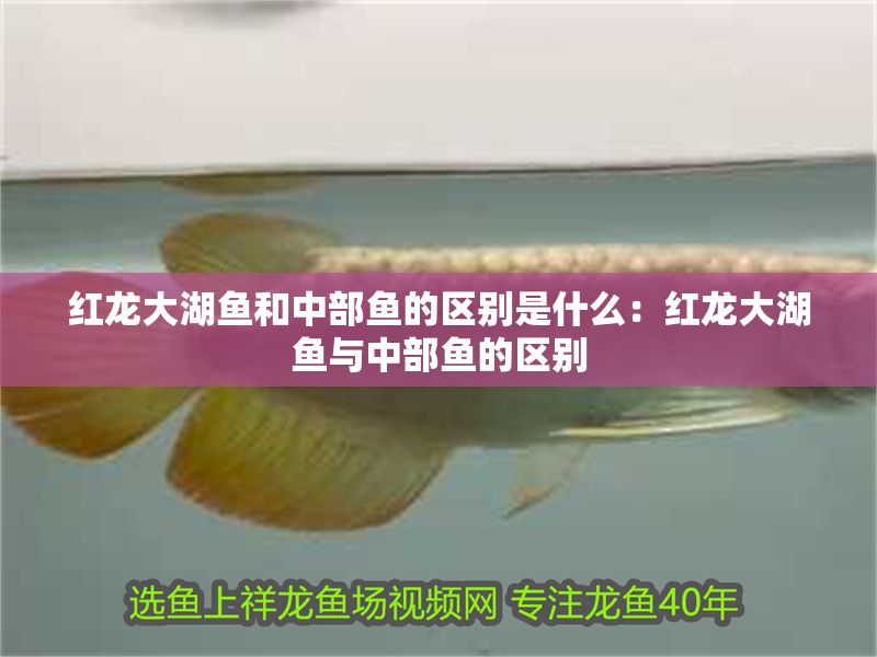 紅龍大湖魚和中部魚的區(qū)別是什么：紅龍大湖魚與中部魚的區(qū)別