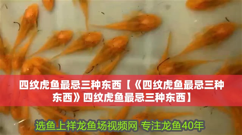 四紋虎魚最忌三種東西【《四紋虎魚最忌三種東西》四紋虎魚最忌三種東西】 四紋虎魚最忌三種東西【《四紋虎魚最忌三種東西》四紋虎魚最忌三種東西】 龍魚論壇