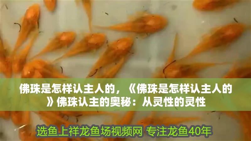 佛珠是怎樣認主人的，《佛珠是怎樣認主人的》佛珠認主的奧秘：從靈性的靈性