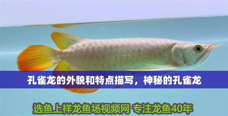 孔雀龍的外貌和特點描寫,神秘的孔雀龍 龍魚百科 孔雀龍的外貌和特點描寫,神秘的孔雀龍 孔雀龍的外貌和特點描寫,神秘的孔雀龍 龍魚百科