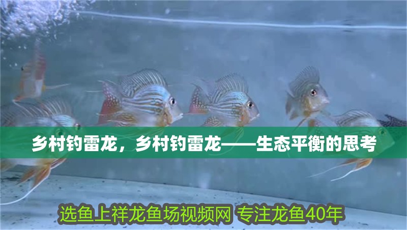 鄉(xiāng)村釣雷龍，鄉(xiāng)村釣雷龍——生態(tài)平衡的思考