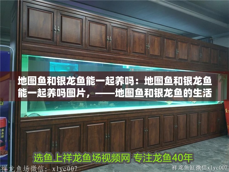 地圖魚和銀龍魚能一起養(yǎng)嗎：地圖魚和銀龍魚能一起養(yǎng)嗎圖片，——地圖魚和銀龍魚的生活習(xí)性建議
