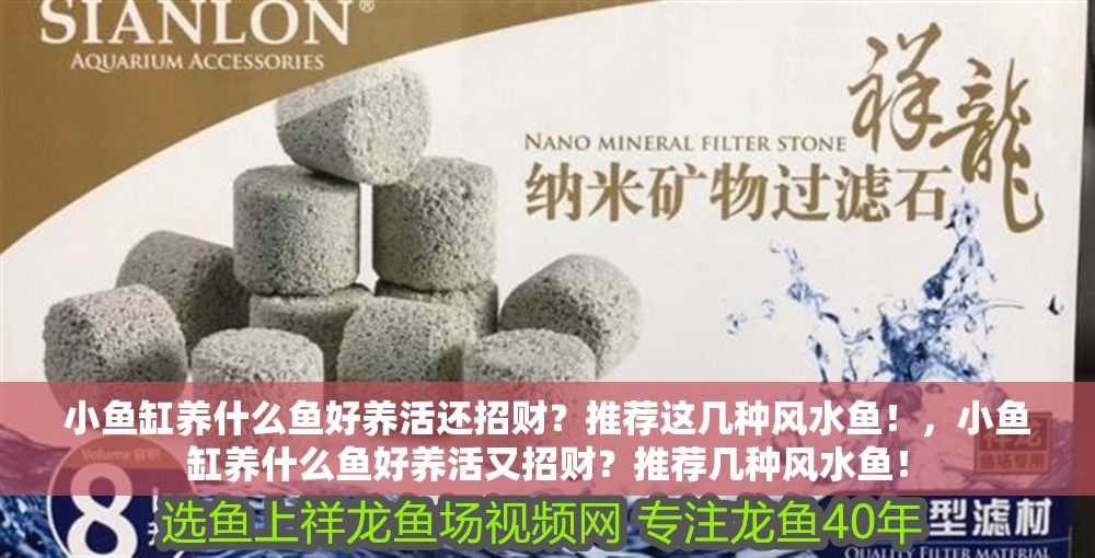 小魚缸養什么魚好養活還招財？推薦這幾種風水魚！，小魚缸養什么魚好養活又招財？推薦幾種風水魚！