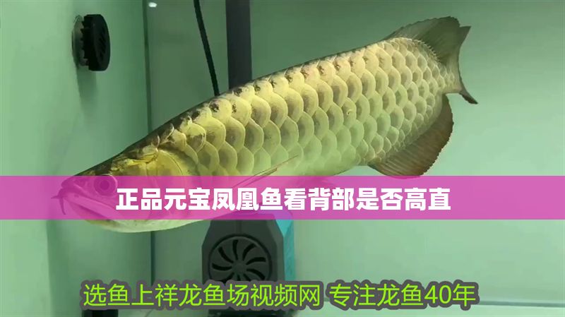 正品元寶鳳凰魚看背部是否高直