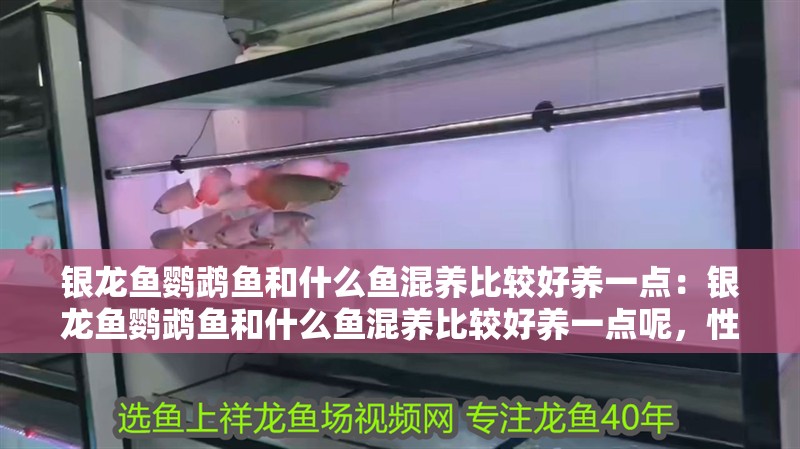 銀龍魚鸚鵡魚和什么魚混養比較好養一點：銀龍魚鸚鵡魚和什么魚混養比較好養一點呢，性異形魚與鸚鵡魚混養的注意事項 銀龍魚鸚鵡魚和什么魚混養比較好養一點：銀龍魚鸚鵡魚和什么魚混養比較好養一點呢，性異形魚與鸚鵡魚混養的注意事項 水族問答