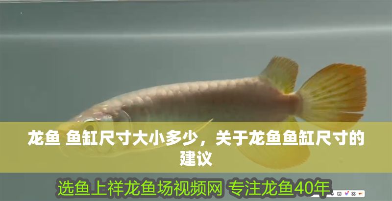 龍魚 魚缸尺寸大小多少，關于龍魚魚缸尺寸的建議