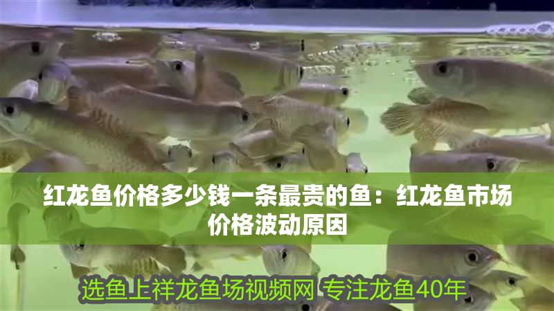 紅龍魚價格多少錢一條最貴的魚：紅龍魚市場價格波動原因
